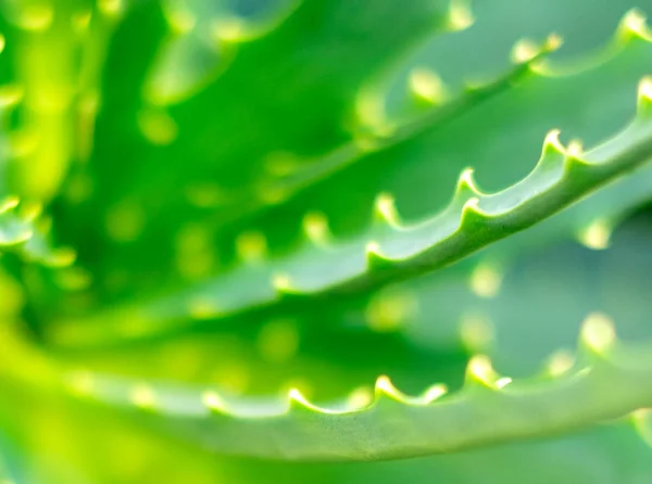 มุมมองใกล้ชิดของ Aloe Vera le — ภาพถ่ายสต็อก