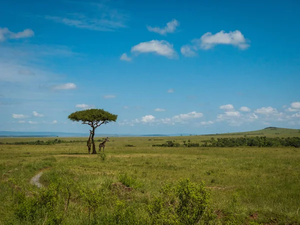 Casal de girafa reticulada em um Quênia — Fotografia de Stock