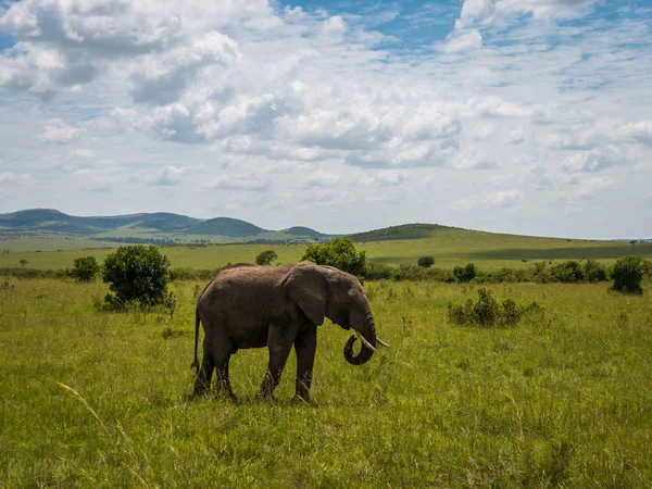 Elefantes africanos en Masai Mara park, Kenia —  Fotos de Stock