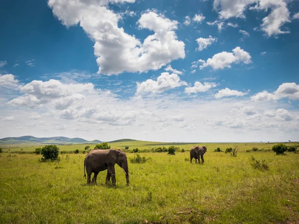 Słonie afrykańskie w parku Masai Mara, Kenia — Zdjęcie stockowe