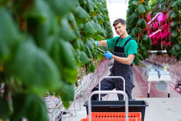 Mann arbeitet in einem Gewächshaus — Stockfoto