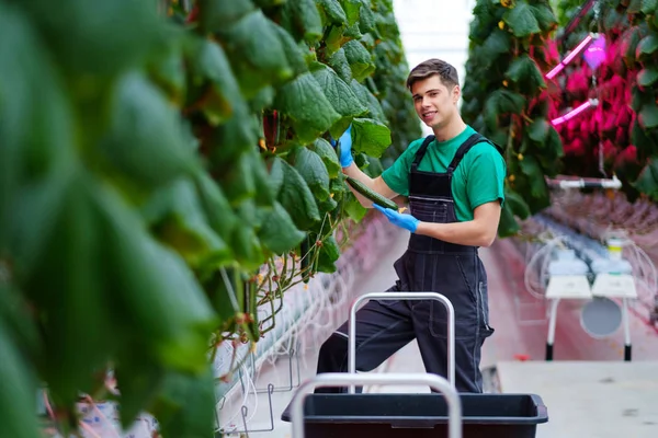 Homme travaillant dans une serre — Photo