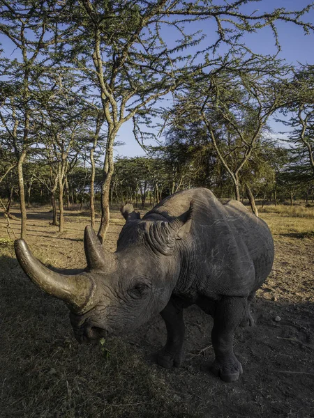 Μαύρος ρινόκερος στο πάρκο Μασάι Μάρα, Κένυα — Φωτογραφία Αρχείου