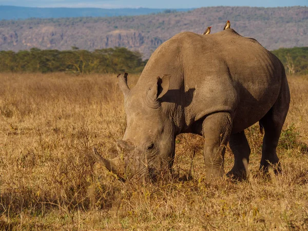 Rhino en el parque Masai Mara, Kenia —  Fotos de Stock