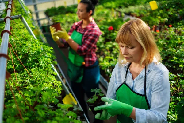 Dwóch kobiet pracujących w ogrodzie botanicznym — Zdjęcie stockowe