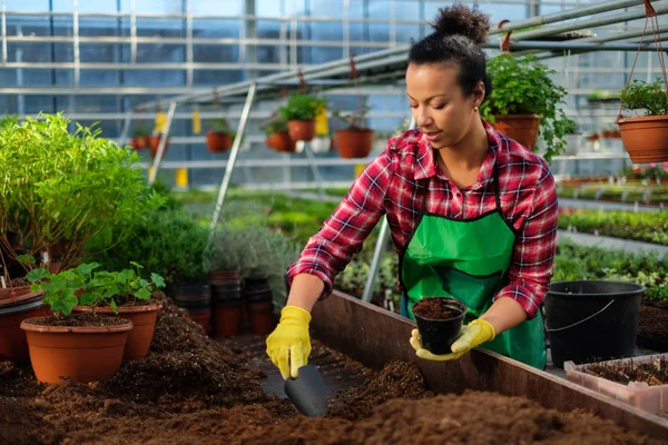 Zwarte vrouw die werkt in een botanische tuin — Stockfoto