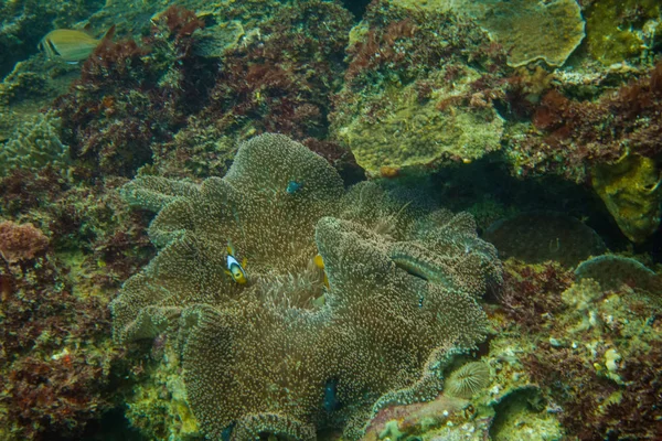 海洋中的海底世界 — 图库照片