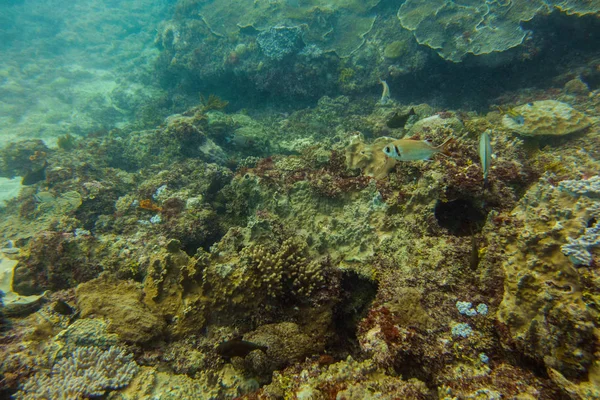 Underwater world in an ocean — Stock Photo, Image