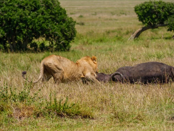 East african lion skydda sin cape buffalo offer — Stockfoto