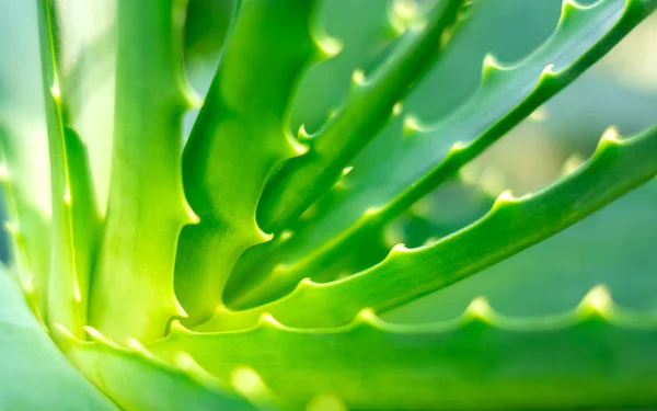 Vista de cerca de las hojas de Aloe Vera — Foto de Stock