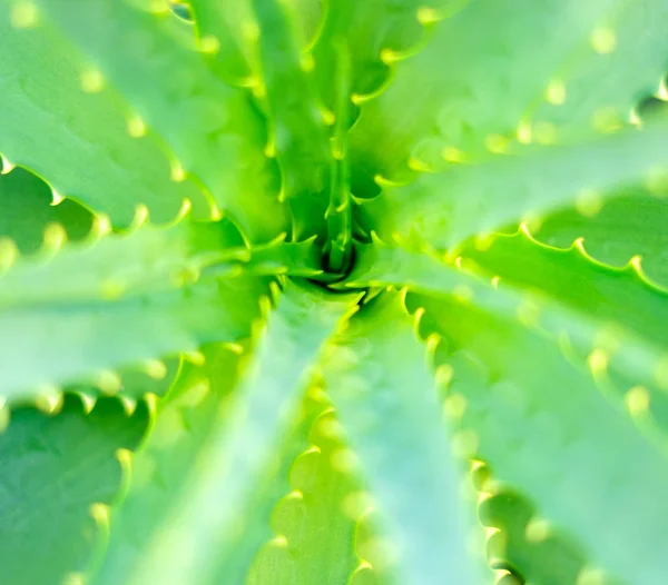 Vista de cerca de las hojas de Aloe Vera —  Fotos de Stock