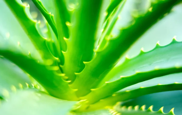 Vista da vicino di una foglia di Aloe Vera — Foto Stock