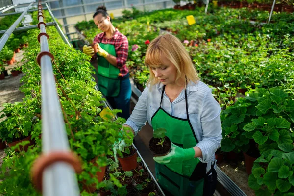 Dwóch kobiet pracujących w ogrodzie botanicznym — Zdjęcie stockowe