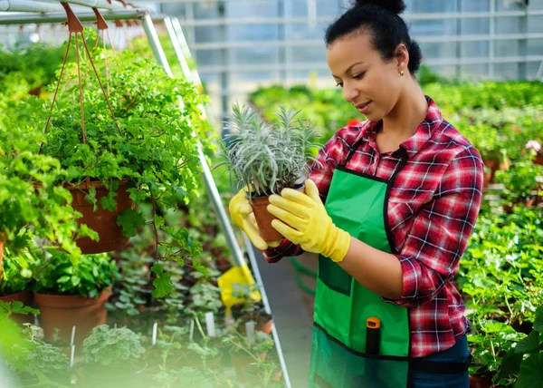 Zwarte vrouw die werkt in een botanische tuin — Stockfoto