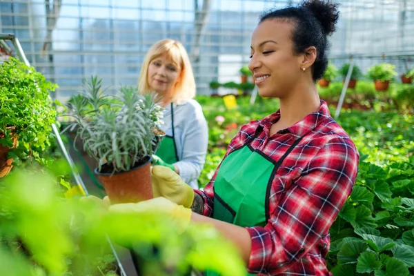 Dwóch kobiet pracujących w ogrodzie botanicznym — Zdjęcie stockowe