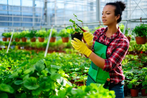 Zwarte vrouw die werkt in een botanische tuin — Stockfoto