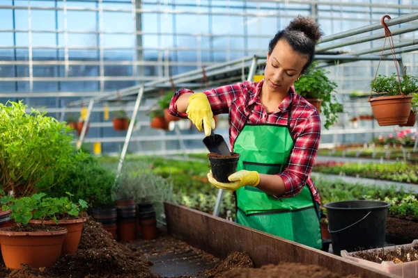 Zwarte vrouw die werkt in een botanische tuin — Stockfoto