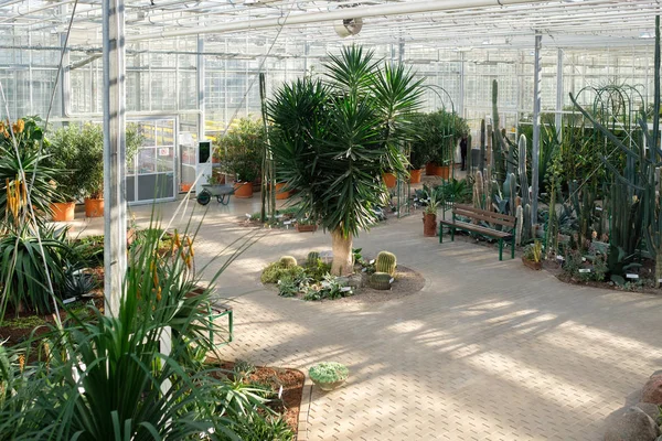 Interrior de un invernadero botánico . — Foto de Stock