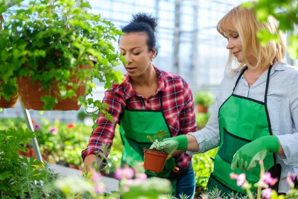 Dwóch kobiet pracujących w ogrodzie botanicznym — Zdjęcie stockowe