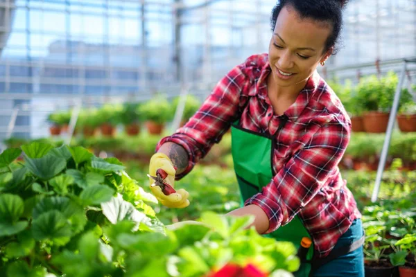 Zwarte vrouw die werkt in een botanische tuin — Stockfoto