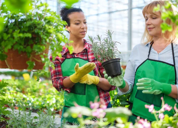 Twee vrouwen die werkzaam zijn in een botanische tuin — Stockfoto