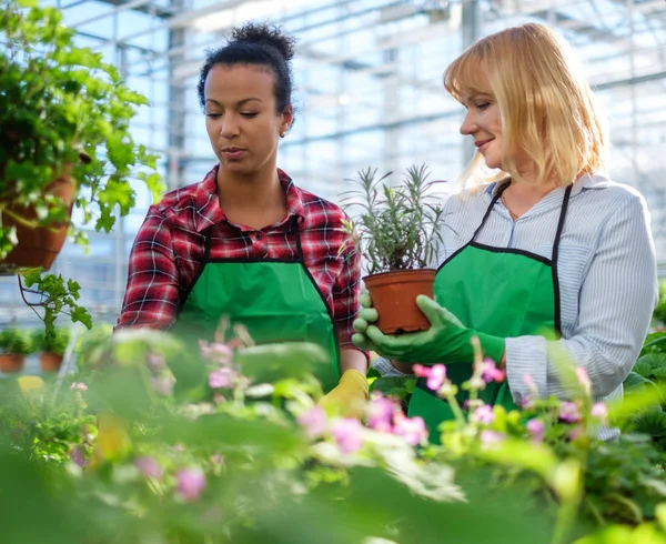 Dwóch kobiet pracujących w ogrodzie botanicznym — Zdjęcie stockowe