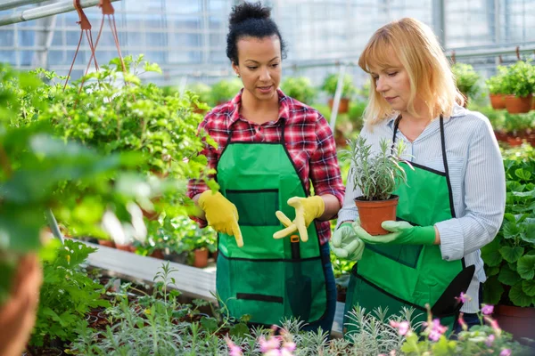 Dwóch kobiet pracujących w ogrodzie botanicznym — Zdjęcie stockowe