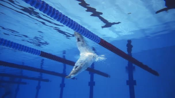 Hombre musculoso bajo el agua en una piscina en cámara súper lenta — Vídeos de Stock