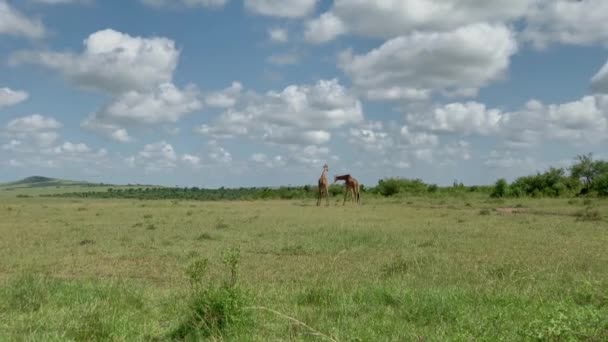 Jirafa jubilada pareja en Kenia — Vídeo de stock