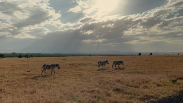 Grevys cebras en la reserva Maasai Mara, Kenia — Vídeo de stock