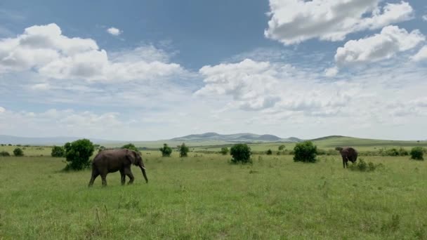African elephants in Masai Mara park, Kenya — Stock Video