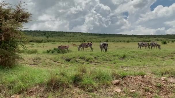 Grevys zebras in Maasai Mara reservation, Kenya — стоковое видео