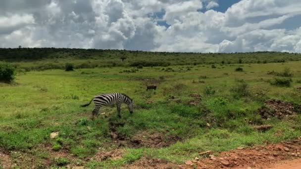 Grevys zebras in Maasai Mara reservation, Kenya — стоковое видео