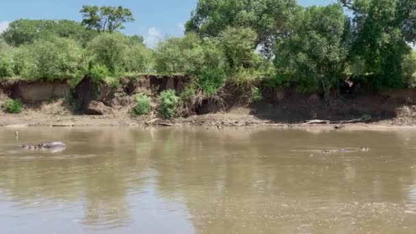 மசாய் மாரா கென்யா ஆப்பிரிக்காவில் உள்ள ஹிப்போபோட்டமோஸ் — ஸ்டாக் வீடியோ