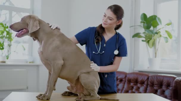Ветеринарный хирург и собака-Веймаранер в ветеринарной клинике — стоковое видео