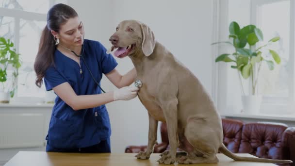 Veterinary surgeon and weimaraner dog at vet clinic — Stock Video