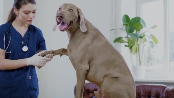 Veterinario cirujano y perro weimaraner en la clínica veterinaria — Vídeo de stock