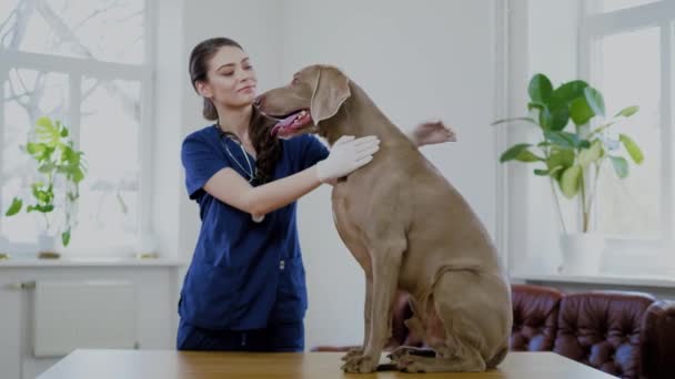 Veterinário e cão weimaraner na clínica veterinária — Vídeo de Stock