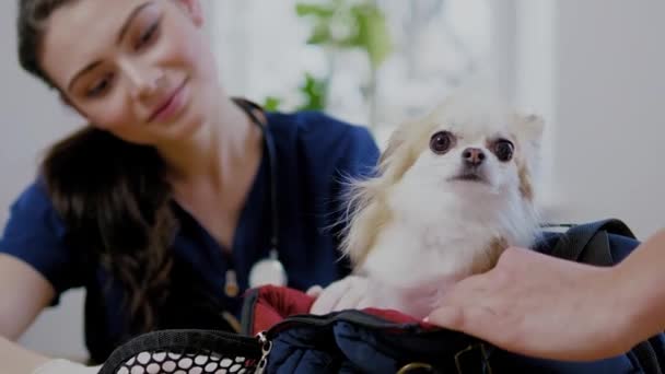 Ветеринарный хирург и собака чихуахуа в ветеринарной клинике — стоковое видео