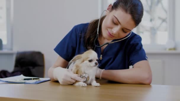 Veterinary surgeon and chihuahua dog at vet clinic — Stock Video