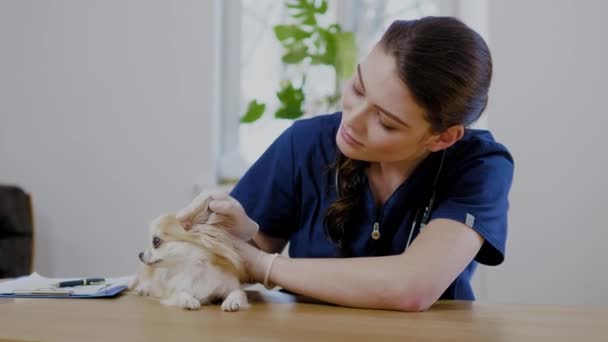 Dierenarts en Chihuahua hond bij dierenarts Clinic — Stockvideo