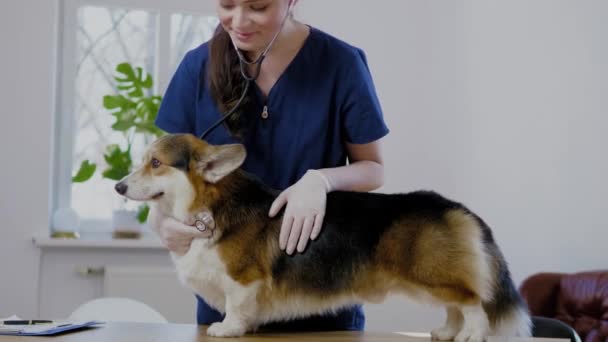 Veteriner kliniğinde veteriner cerrah ve corgi köpek — Stok video