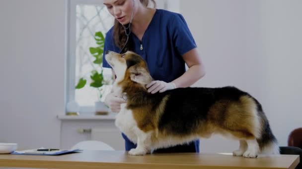 Tierarzt und Corgi-Hund in Tierklinik — Stockvideo