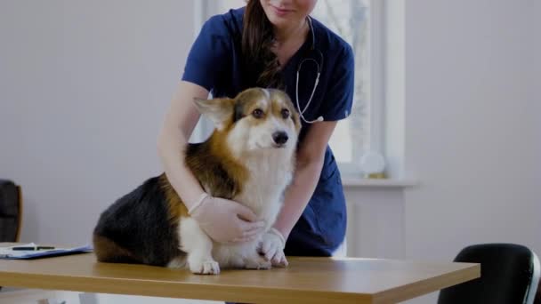 Veteriner kliniğinde veteriner cerrah ve corgi köpek — Stok video