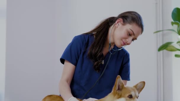 Tierarzt und Corgi-Hund in Tierklinik — Stockvideo