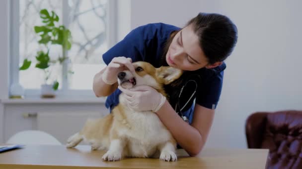 Veteriner kliniğinde veteriner cerrah ve corgi köpek — Stok video