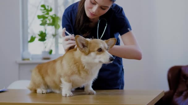 Veteriner kliniğinde veteriner cerrah ve corgi köpek — Stok video