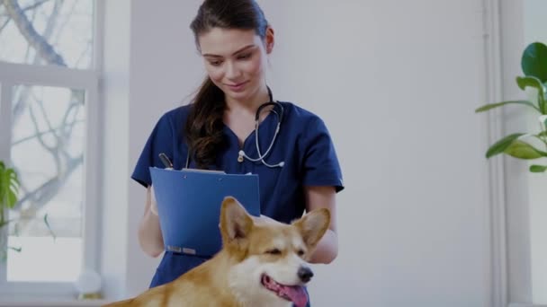 Weterynarz chirurg i Corgi pies w klinice weterynaryjnej — Wideo stockowe