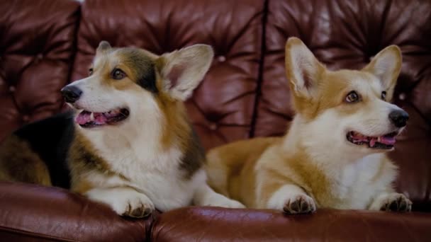 Bir kanepeüzerinde iki sevimli corgi köpek — Stok video