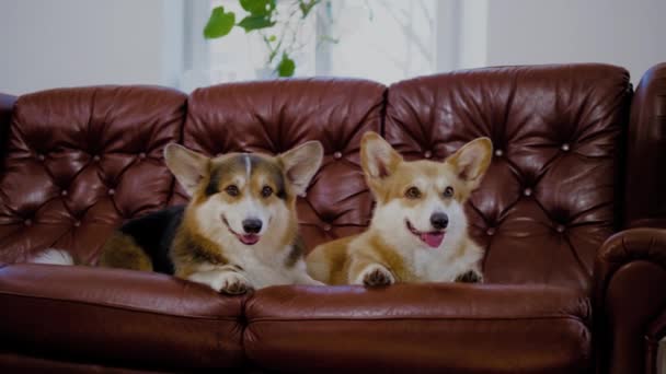 Dua anjing corgi lucu di sofa — Stok Video